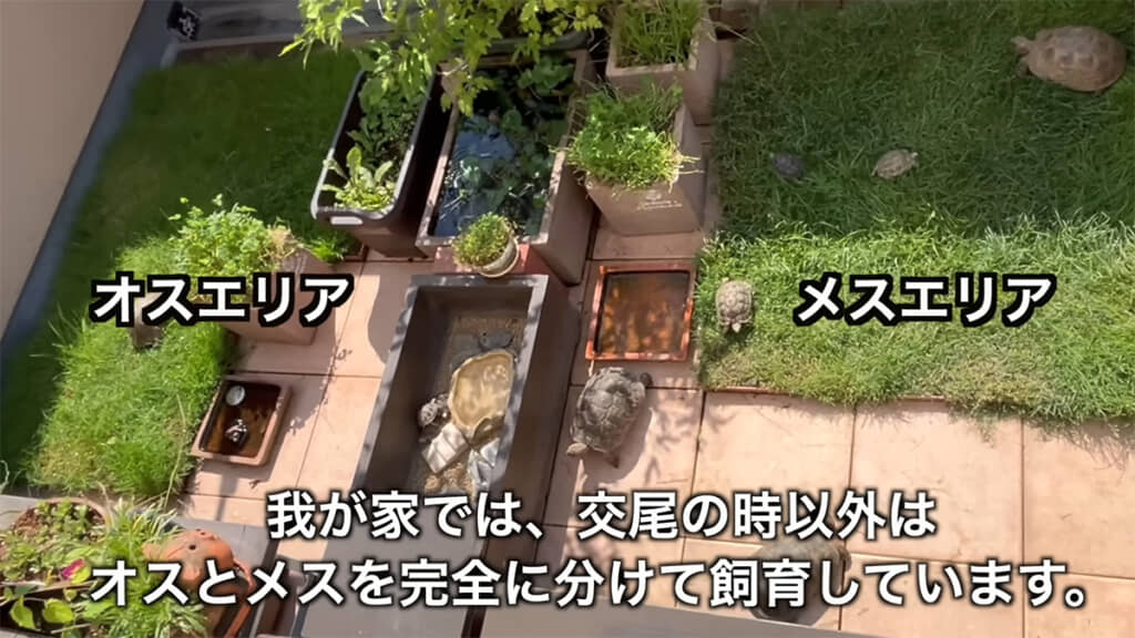 さまざまなアイテムを活用して、オスとメスのエリアを分けています