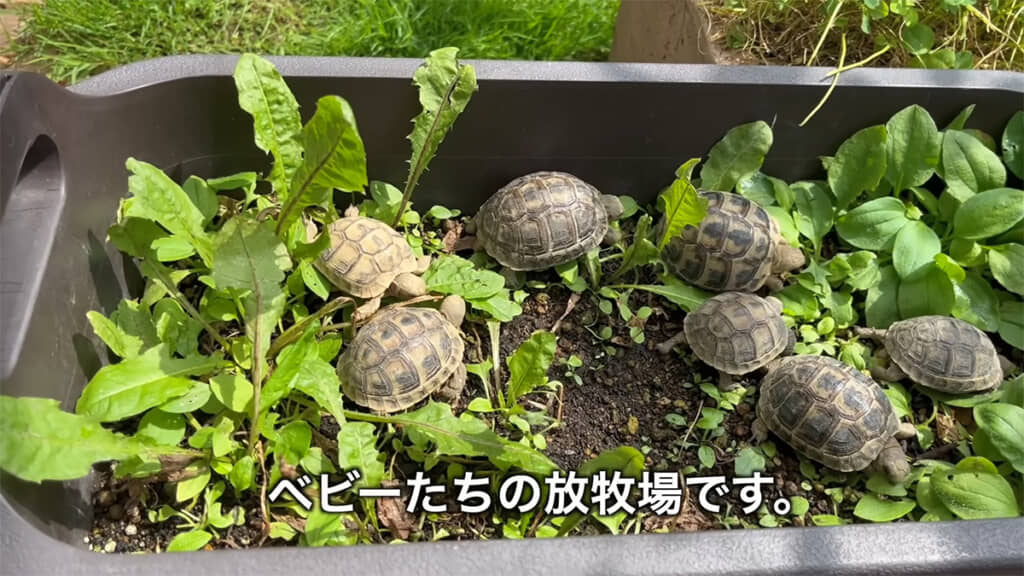 ベビーたちの放牧場、新鮮な野草が食べられます