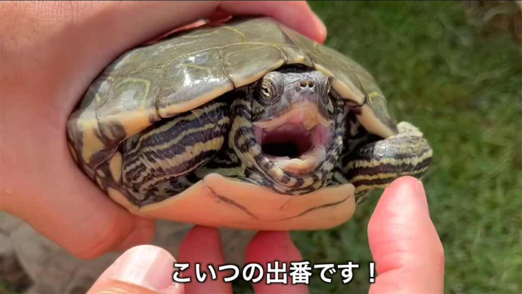 バーバーチズガメも欠かせない存在です