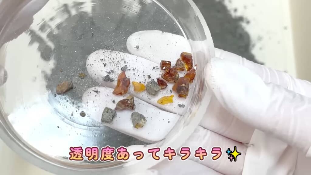 シャーレに移した琥珀の粒