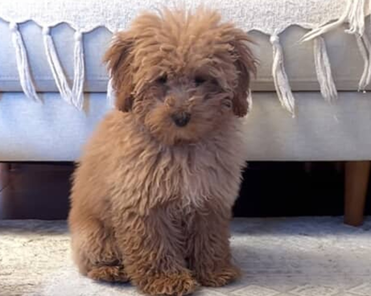 ぬいぐるみのような愛犬をトリマーに任せたら……「なんでそうなるｗ」　220万再生の姿に「別犬じゃん」「アルパカかな？」【海外】（1/2） | 犬 ねとらぼ