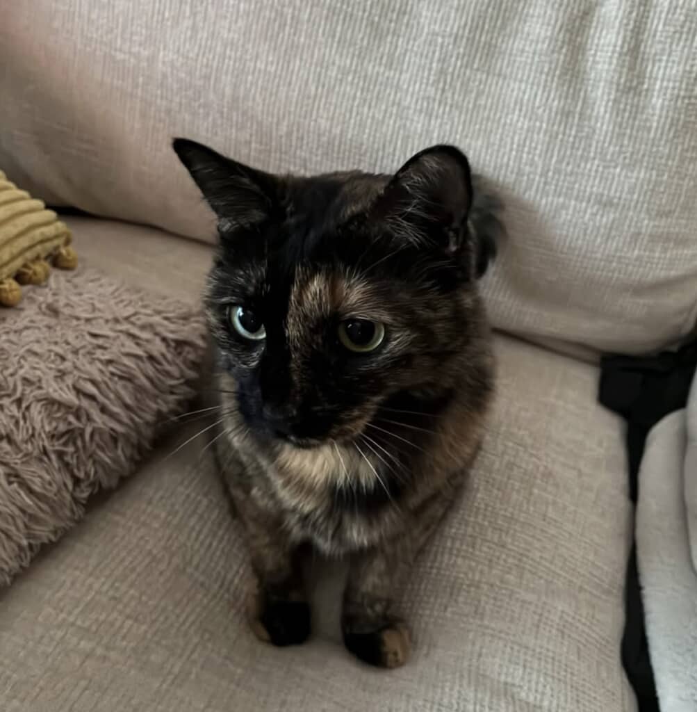 飼い主さんを見守って看病してくれたときのびびちゃん