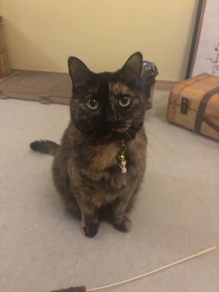 サビ猫のびびちゃん。なめらかそうな毛並みとつぶらな瞳がかわいいですね