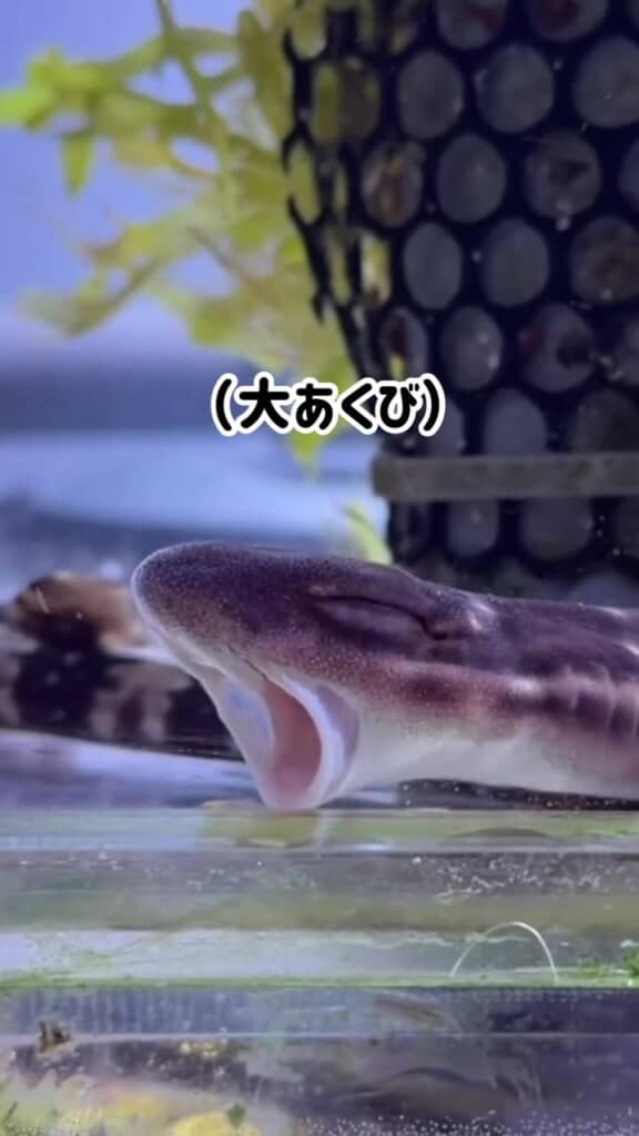 サメってあくびするんですね！
