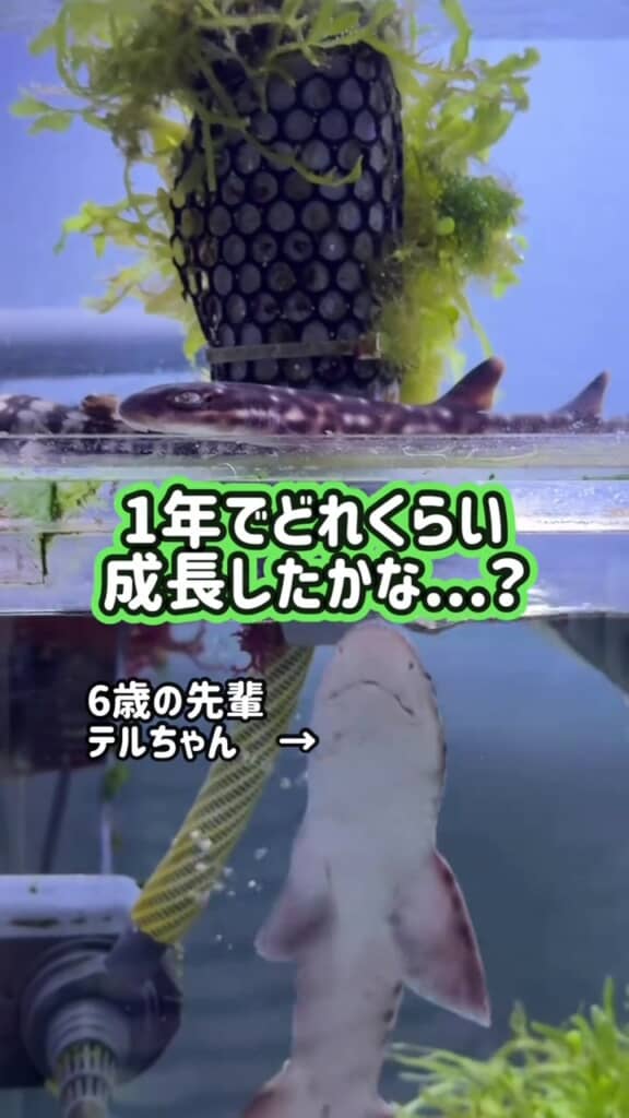1年で果たしてどこまで……？