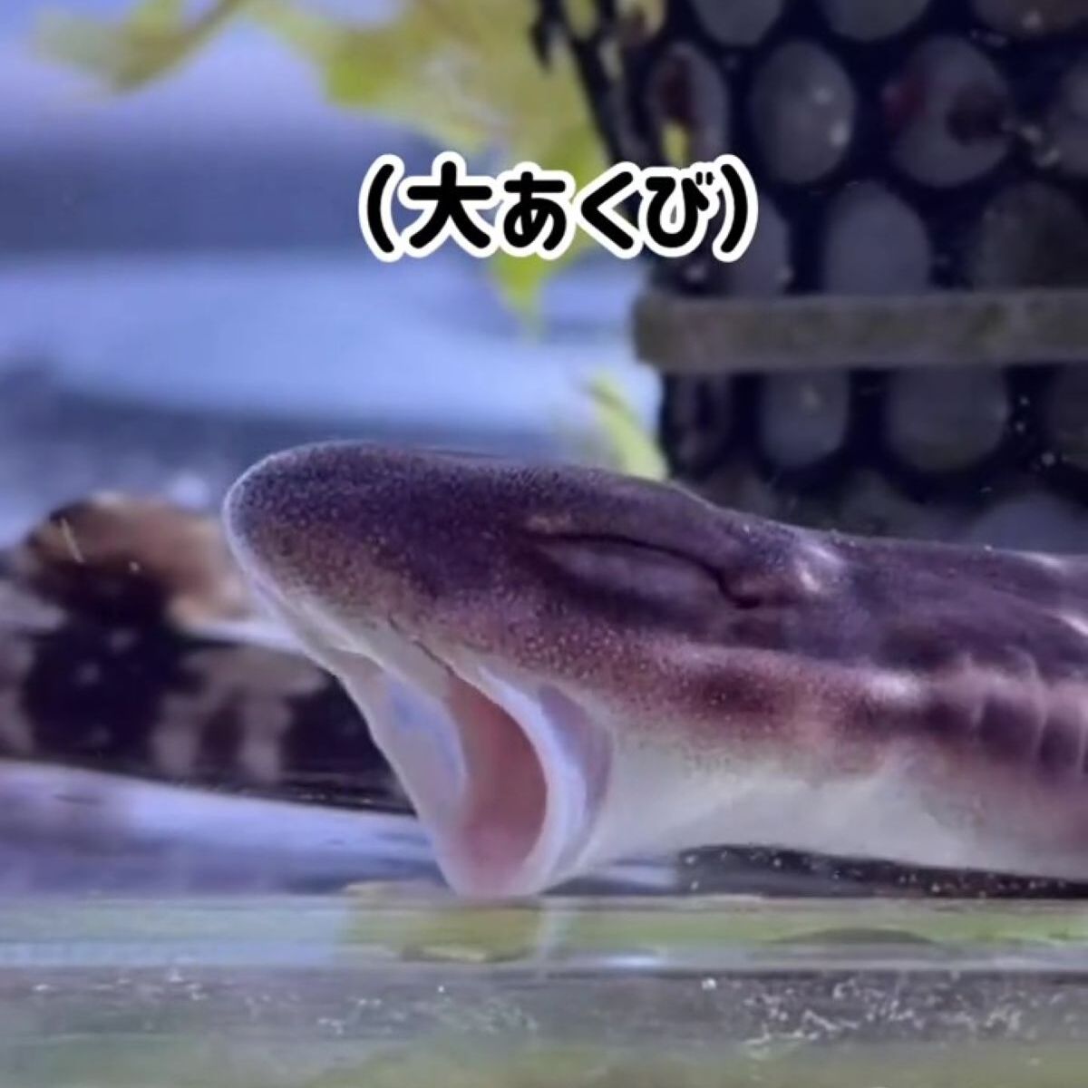 12センチの赤ちゃんザメにメロメロな飼い主→1年後…… 目を疑う姿に「飼育できんの!?」「こっちが食べられちゃいそう」と131万再生 | その他生き物 ねとらぼ