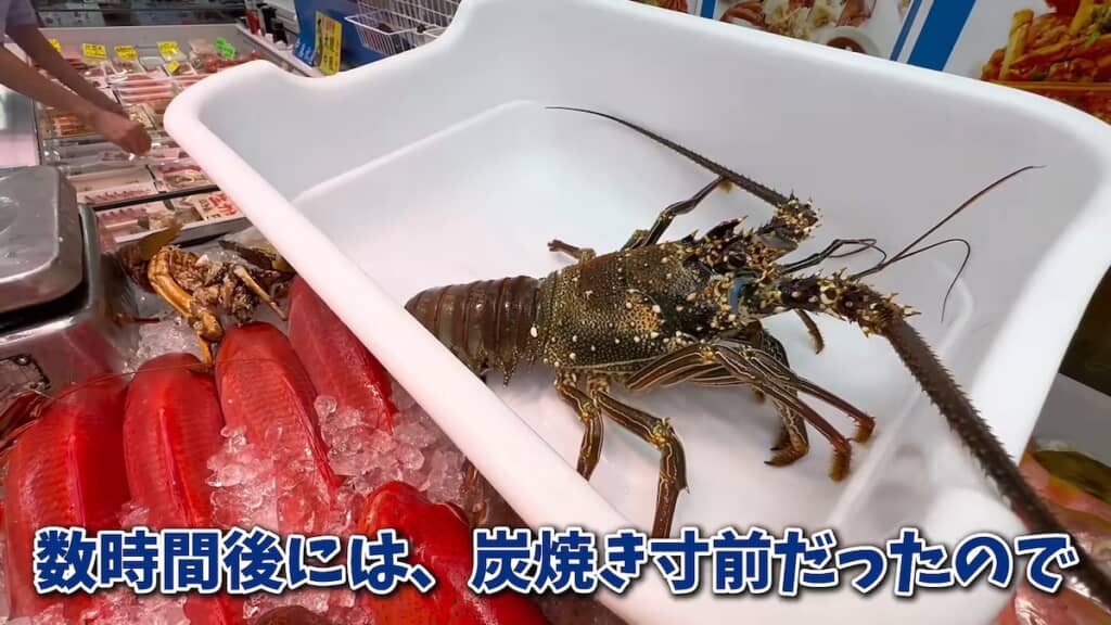 沖縄のスーパーで生きたまま売られていたシマイセエビ
