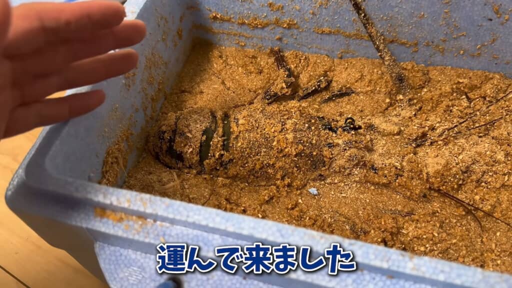 箱におがくずを詰め、飛行機で家まで運びました