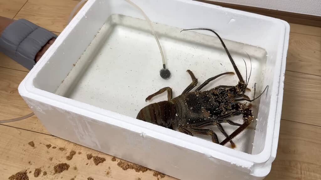 海水に入れ、エアレーションをして回復を待ちます