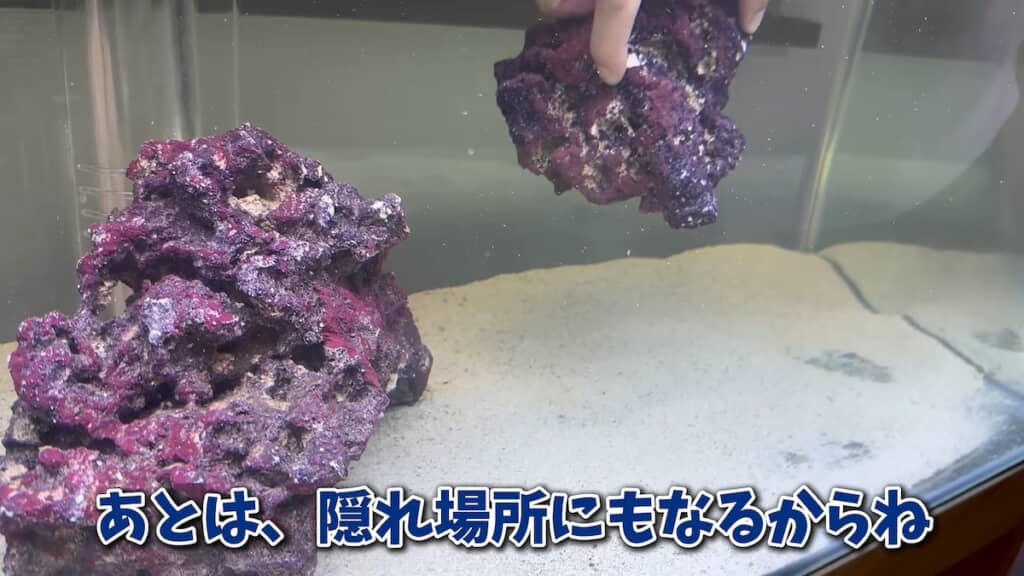 シマイセエビ用の水槽を用意