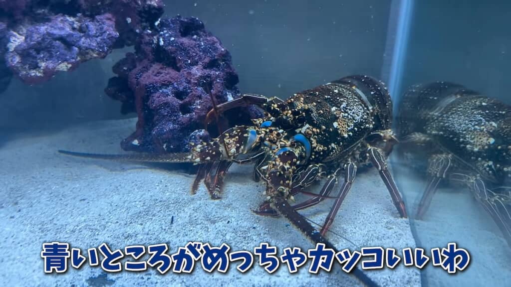 水槽の中でも映えるシマイセエビ