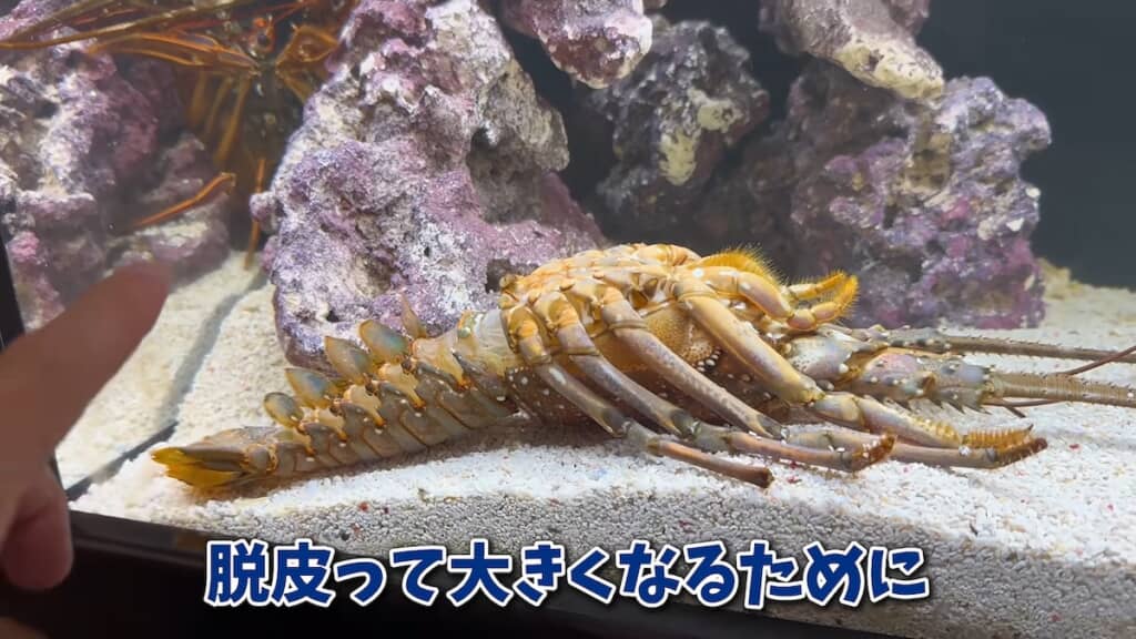 数日後には脱皮を行ったようで、ほぼ本体そのままの立派な抜け殻が