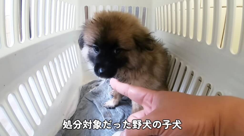 処分対象だった生後2〜3カ月の子犬