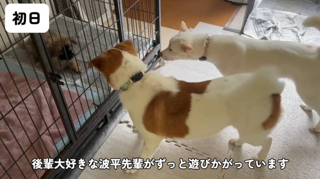 先住犬たちとご対面