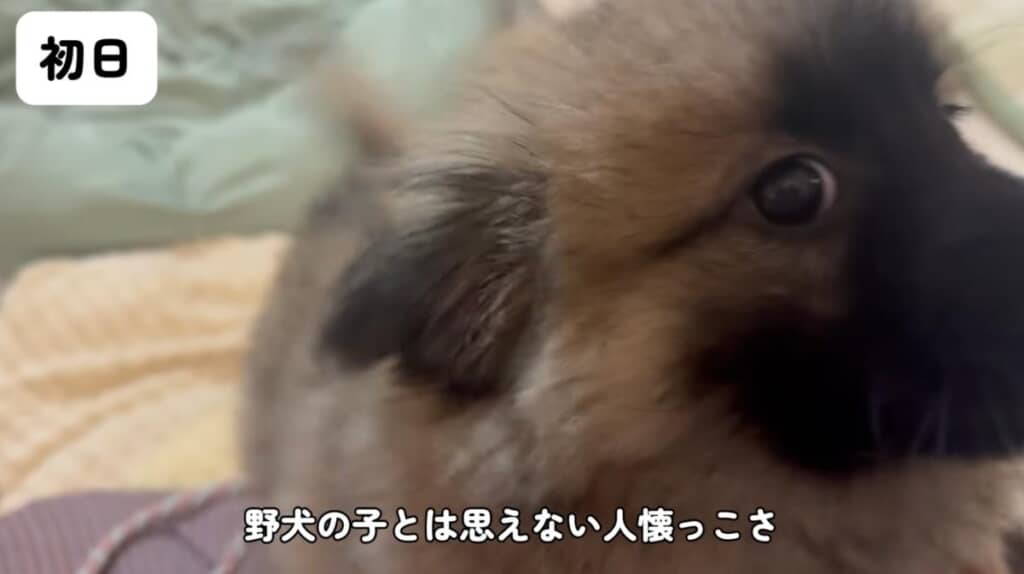 野良とは思えない人懐っこさを見せます