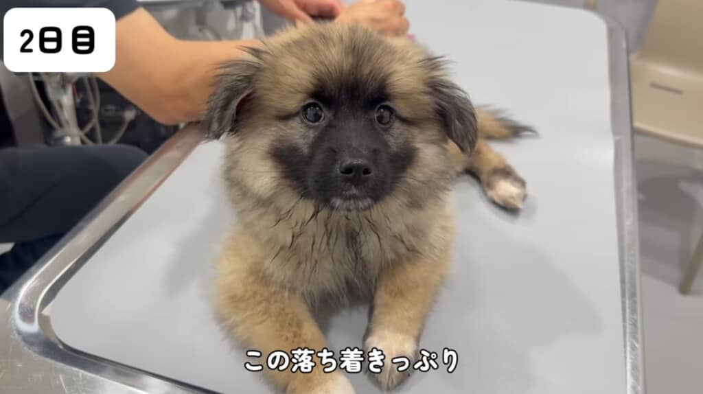 驚きの落ち着きっぷり