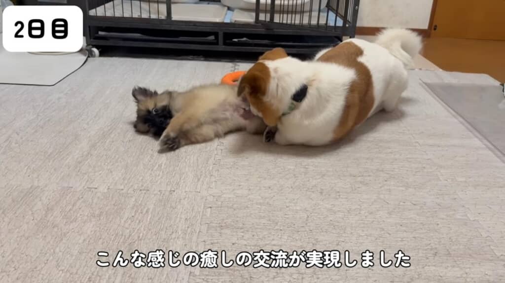 先住犬とフリータイム