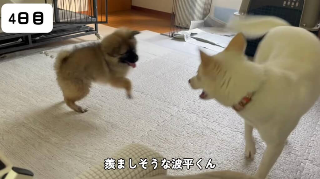 雪ちゃんとゴンちゃんが急接近
