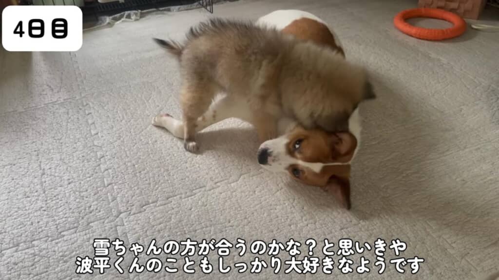 波平くんのこともしっかり大好きなようです