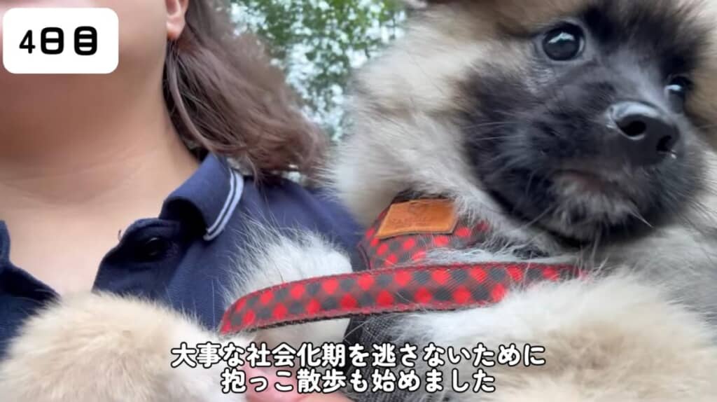 抱っこ散歩にも挑戦
