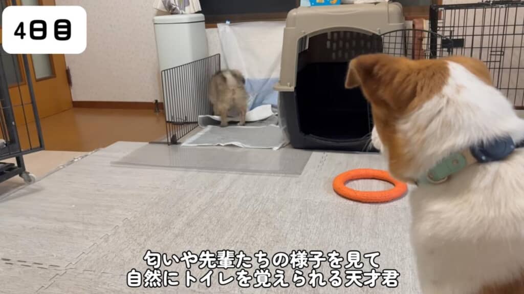 トイレのやり方もバッチリです