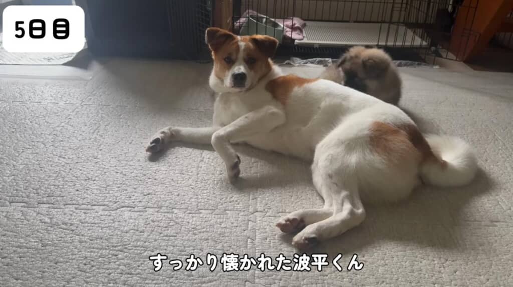 すっかり懐かれた波平くん