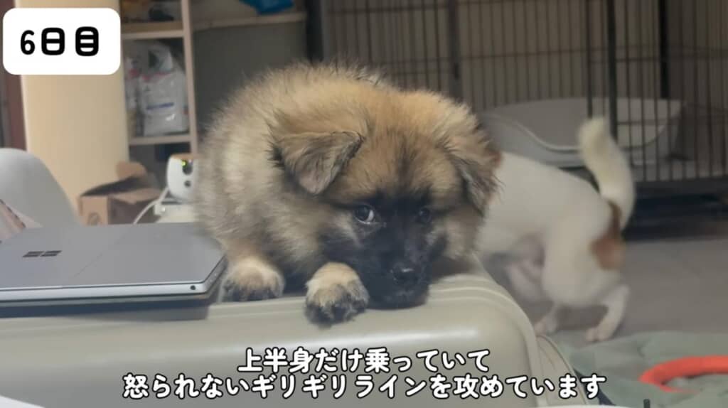 とても頭がいいゴンちゃん