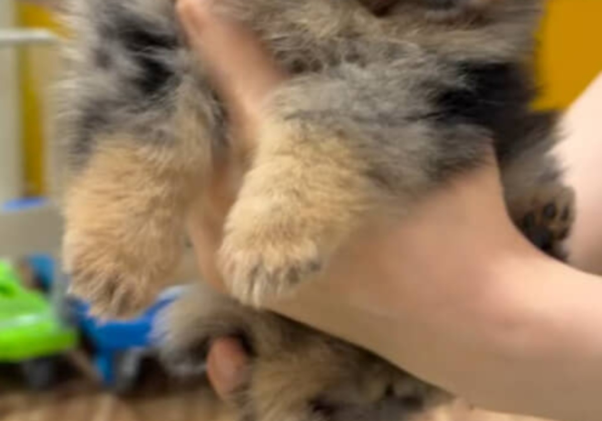 一目ぼれでお迎えした子犬→5カ月後……「誰?」 飼い主も“目を疑う姿”に「変化凄すぎる」「ほんとおもしろい」(1/3) | 犬 ねとらぼ