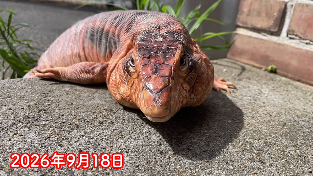 7カ月前に保護されたレッドテグーの「レウス」くん