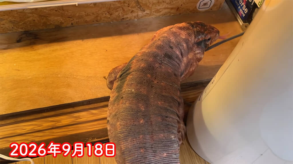 体がむちむちになりました