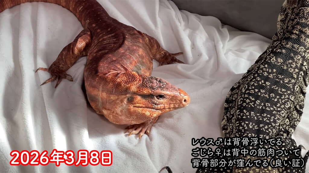 背骨が浮いていた時のレウスくん、今では考えられませんね