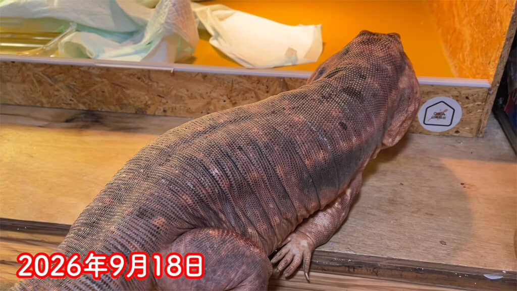 右前足の状態は大きく変わっていません