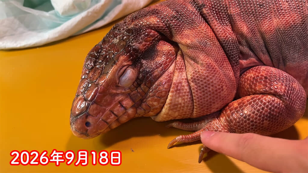 頬も足もむちむちです