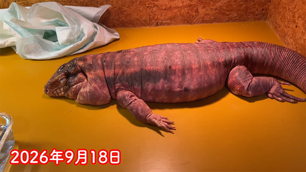 ガリガリで骨ばっていた時の面影はどこにもありません
