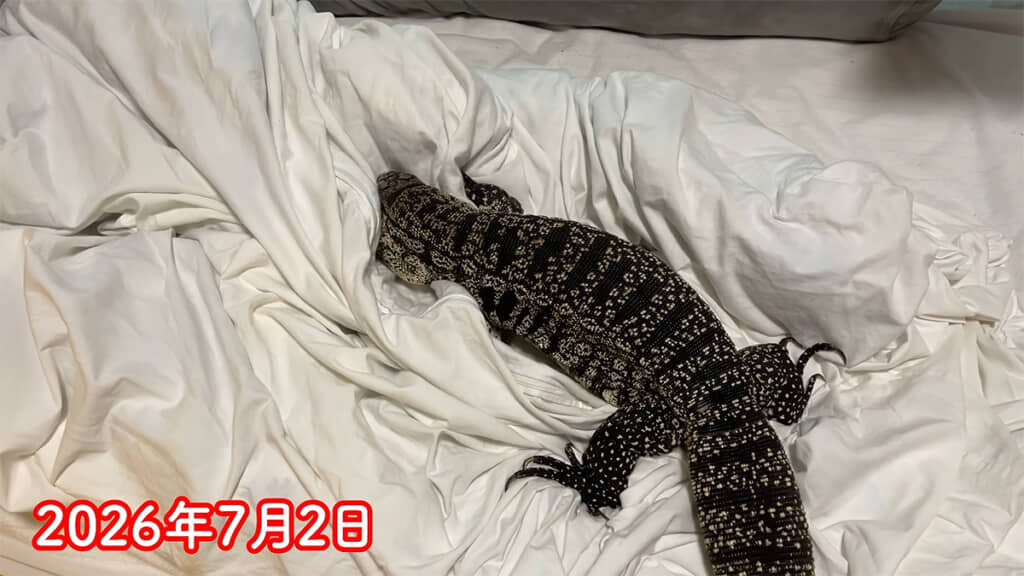 とっても活発なごじらちゃん