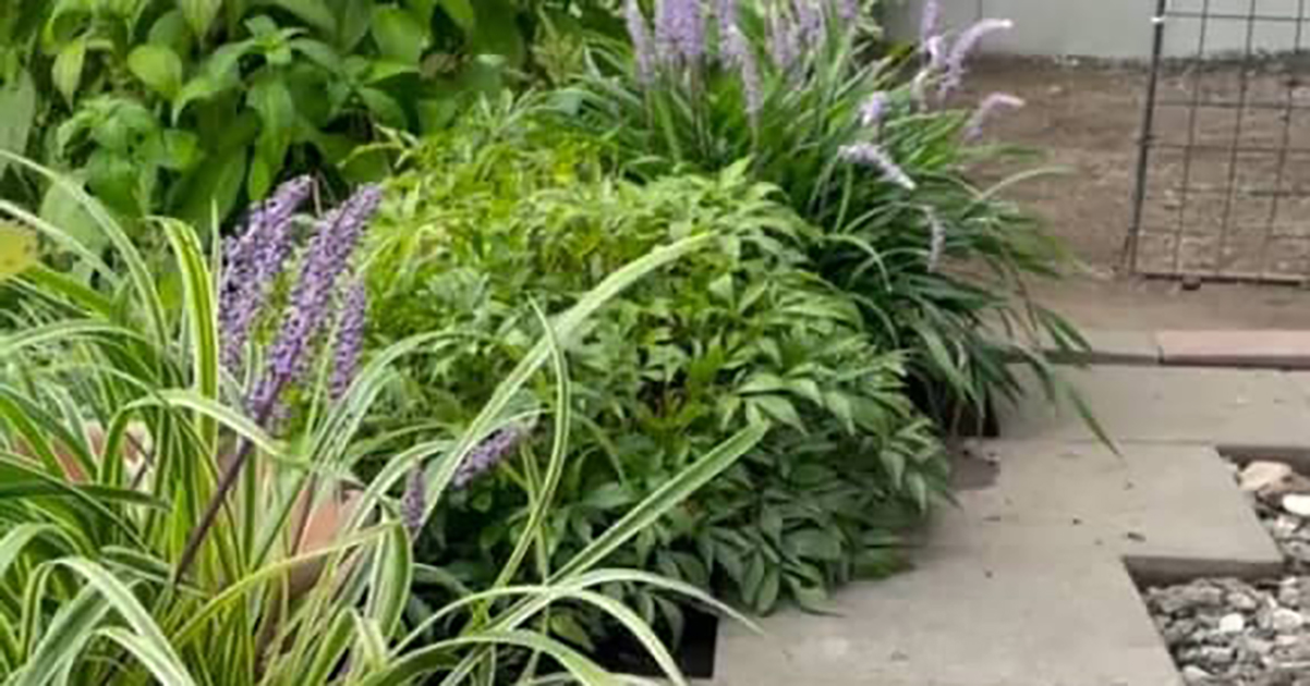 雑草で荒れた庭を60代女性がDIYで一新！　防草シートと砂利で作った“おしゃれな小道”に「落ち着いた秋のお庭」（1/2） | リフォーム・リノベーション・DIY ねとらぼ