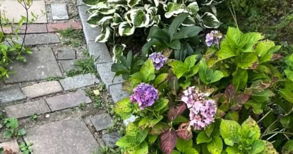 雑草で荒れた庭を生まれ変わらせます
