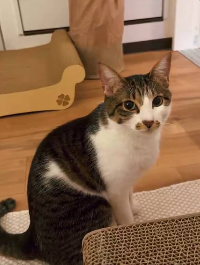 飼い主さんの話をじっと聞くうずめちゃん