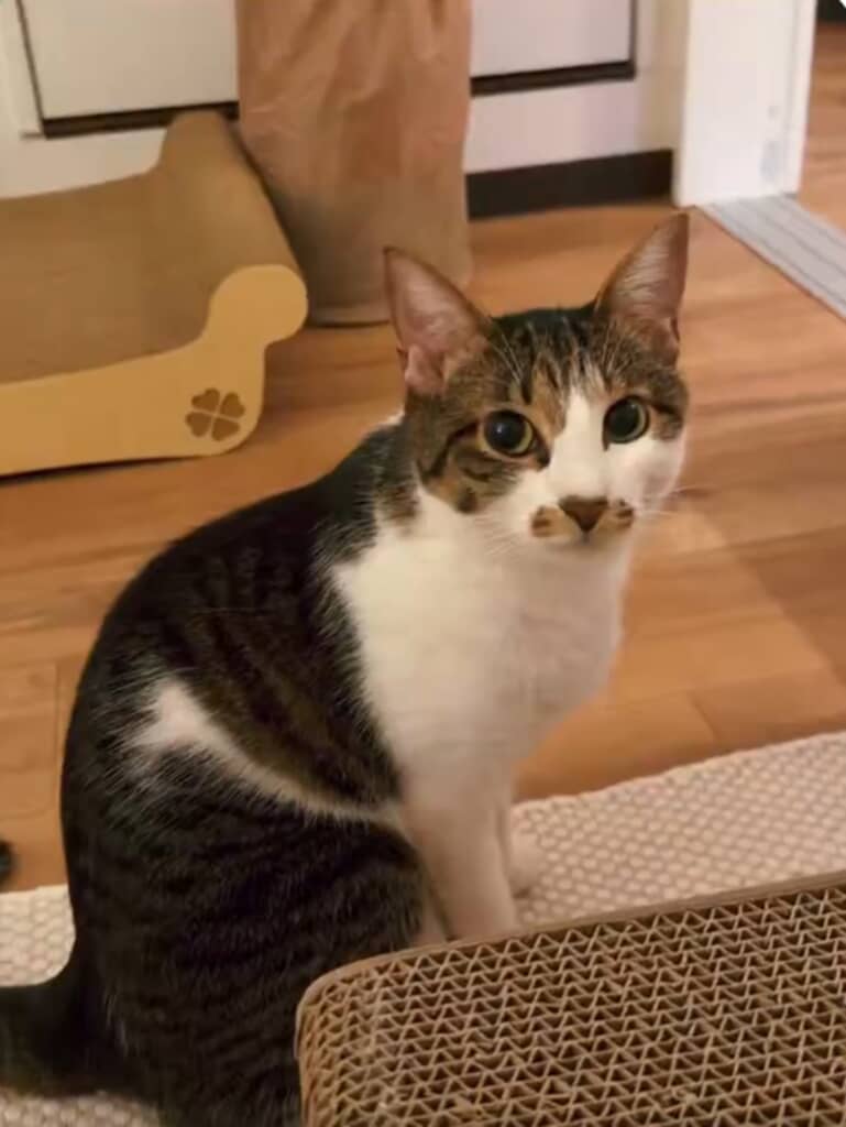「今、今、なんて？」パアアッと目を見開いたうずめちゃん