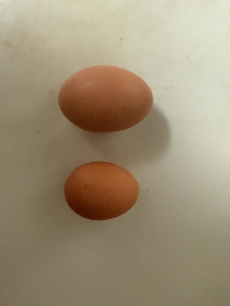 他よりも大きな卵（画像上）を割ってみた結果が衝撃