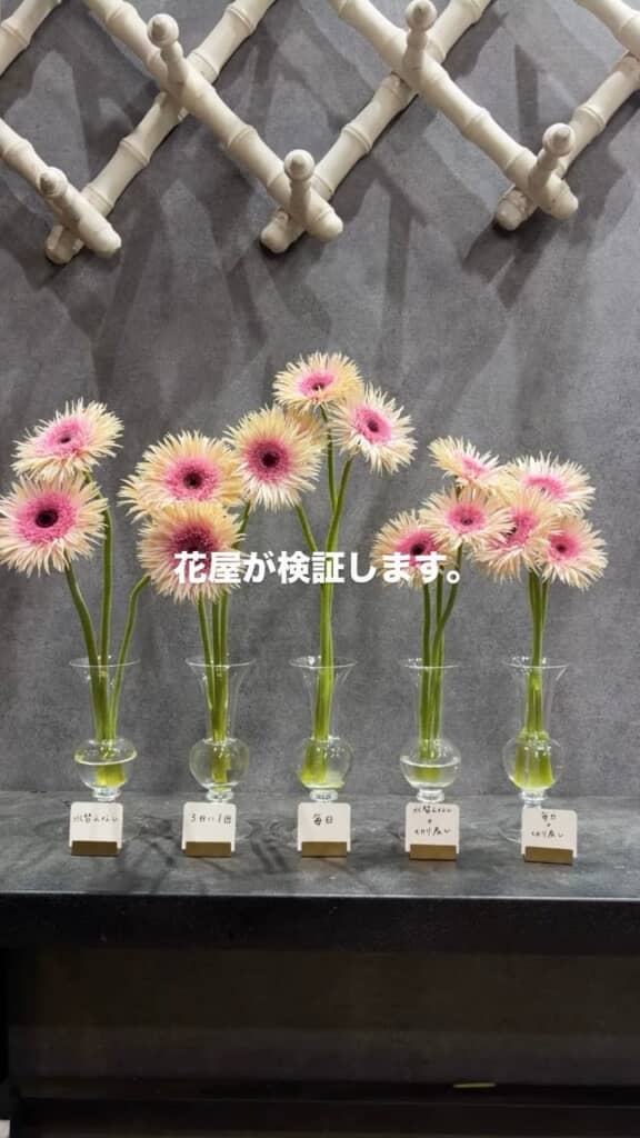 同時に入荷したガーベラを、世話の頻度を変えつつ観察