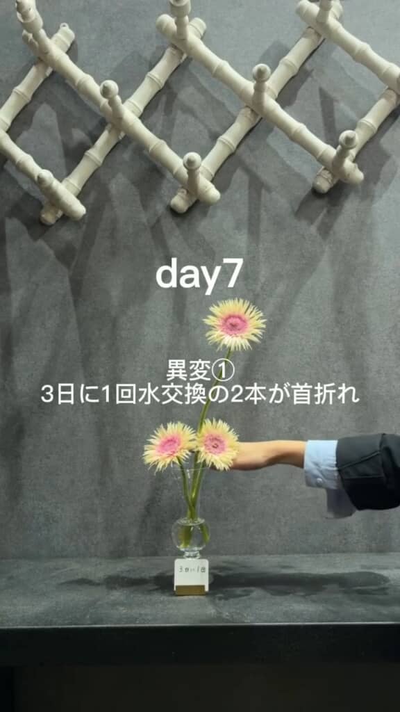 7日目、適宜水を替えていた個体が傷み始める