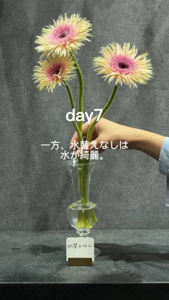 一切ケアしてないグループはなぜか元気
