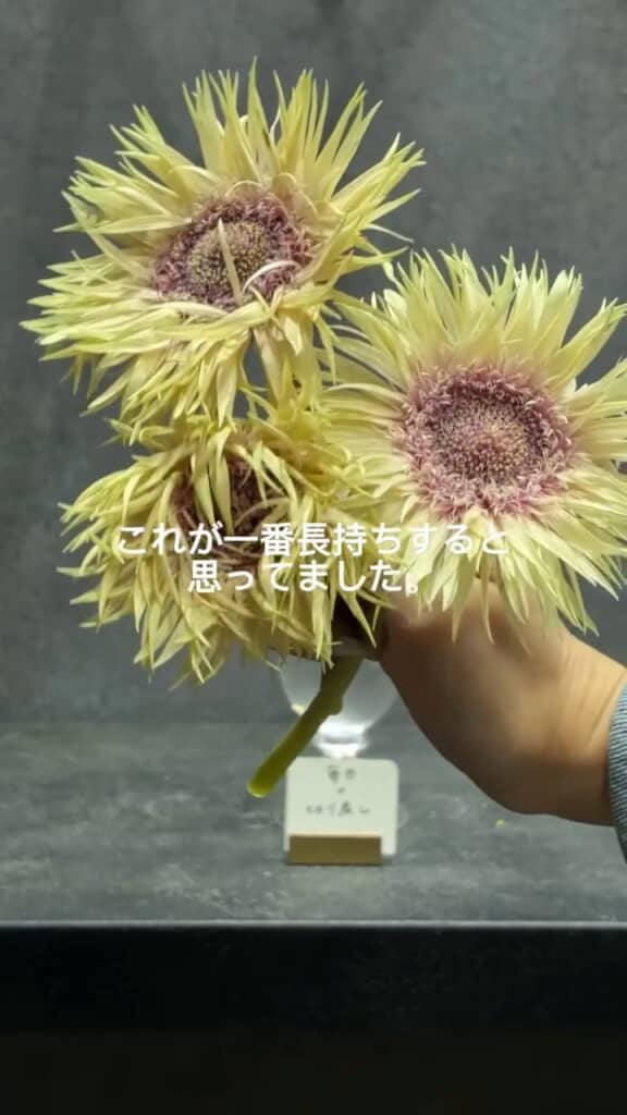 毎日フルで世話をしていたグループは、よく水を吸って咲いた分寿命が縮まった印象
