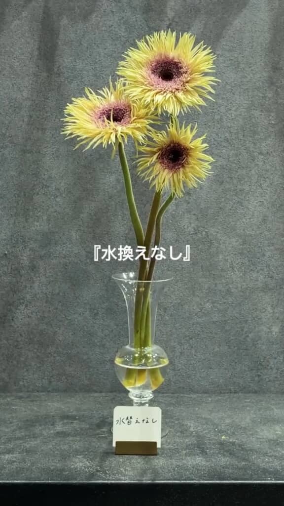 結局、世話をしていなかったグループが一番長持ち