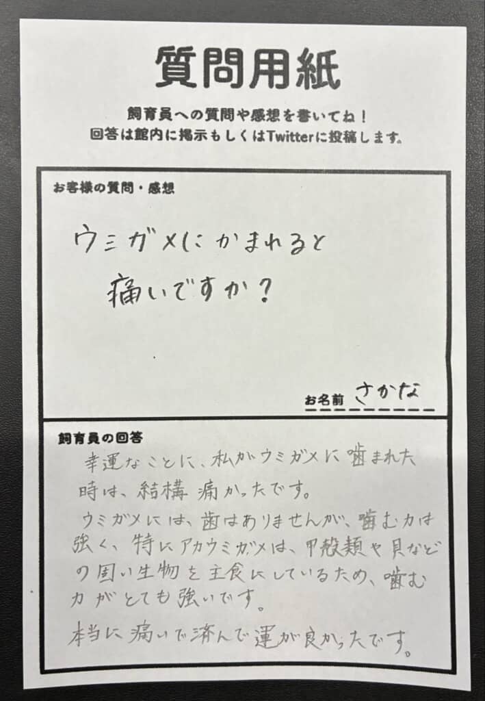 水族館の「質問用紙」に、来館者からの質問と、飼育員の回答が書かれている。飼育員は実際にウミガメにかまれた経験を挙げ、「結構痛かった」と説明。ウミガメには歯はないもののかむ力は強く、特にアカウミガメは甲殻類や貝など硬い生物を主食にしているため、非常に強い力でかむと回答している。