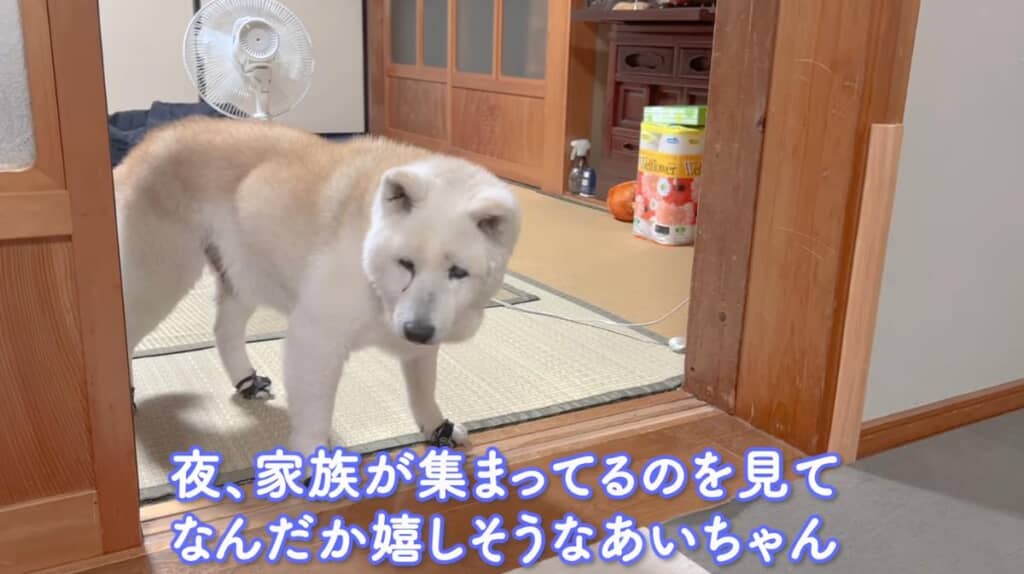 家族が集まってなんだかうれしそうなあいちゃん
