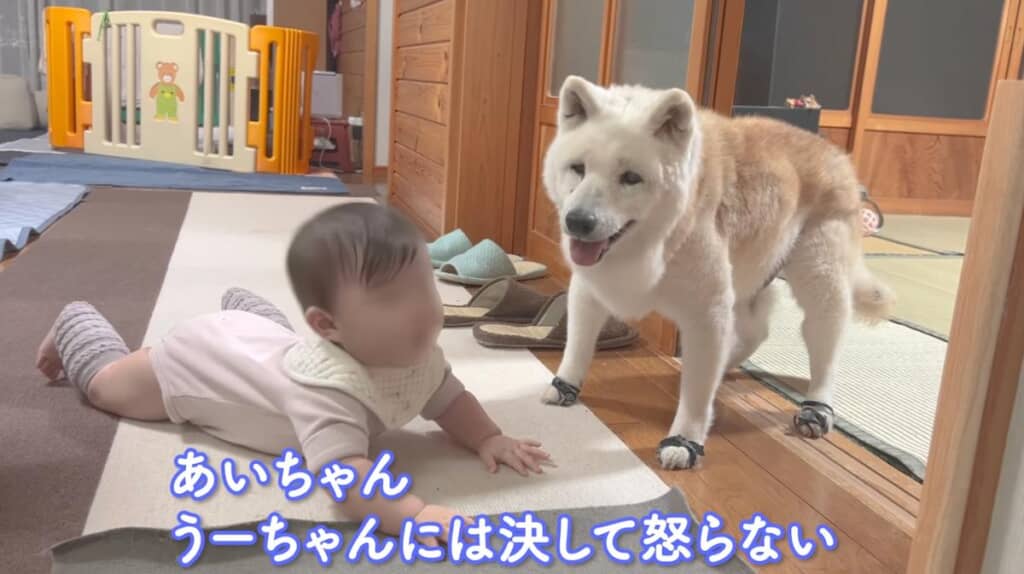 最近はうーちゃんの顔を見るのが一番の楽しみ