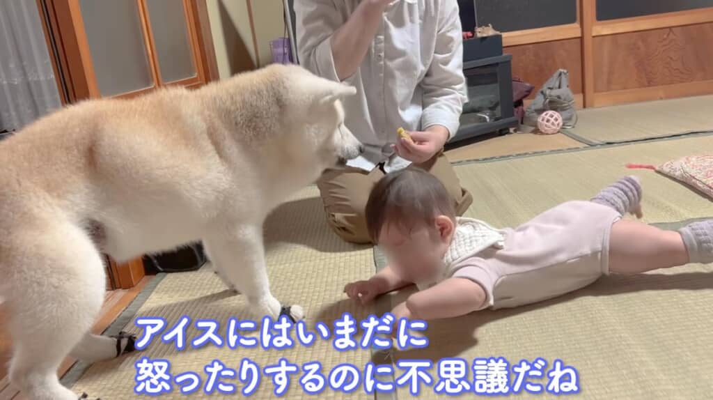 うーちゃんに対して、決して怒りません