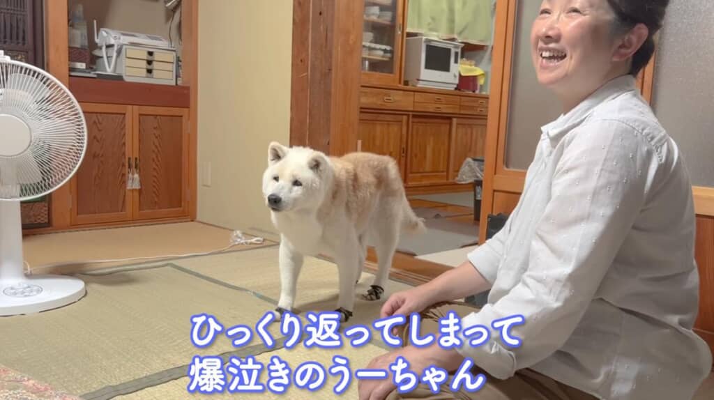 うーちゃんがひっくり返ってしまい爆泣き